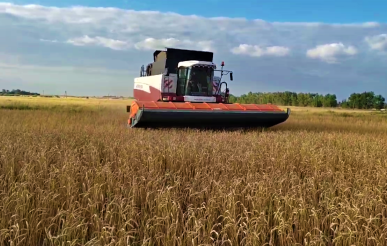 В Табунском районе на уборку пшеницы вышла двухбарабанная очёсывающая жатка Победа-7